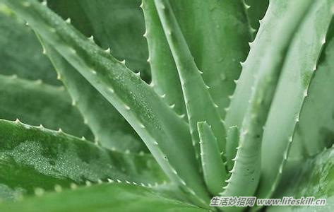 芦荟护肤效果好!我们该怎样利用它?